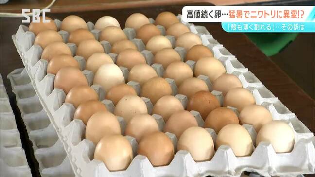 猛暑でニワトリも夏バテ…エッグショック再び?養鶏場では個数が減少 大きさも小さめ タマゴ高騰で飲食店は先行きに懸念 |TBS NEWS DIG