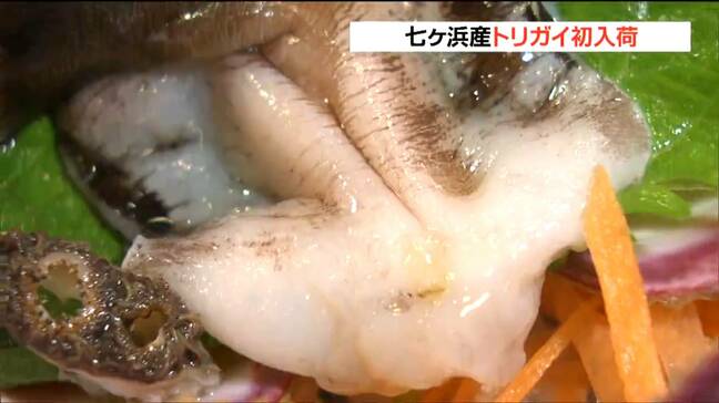 甘みとコリコリとした食感「トリガイ」夏の限られた時期だけ出荷 宮城・七ヶ浜町|TBS NEWS DIG