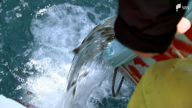 「元気で大きくなって」ヒラメの稚魚を熱海の海に放流 約6000匹を沖に運び資源回復と水産業振興を目指す=静岡|TBS NEWS DIG