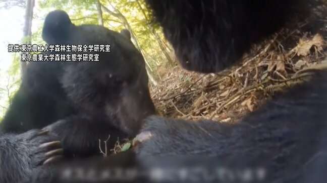 野生のクマに“首輪カメラ”設置、世界で初めて繁殖行動を記録　メスを追いかけ木の下で見守る姿も…メスの発情を促すため子グマを食べることも|TBS NEWS DIG