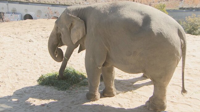 「福岡市動物園のアイドル」アジアゾウ「ゆずは」が24歳の誕生日　お祝いのケーキをプレゼント|TBS NEWS DIG