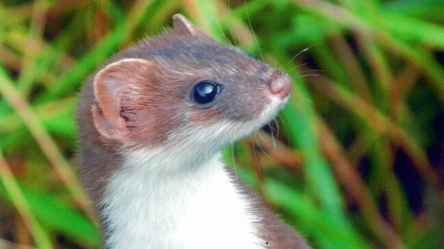 「出会えたらラッキー」山の妖精・オコジョのかわいすぎる姿を収めた写真展　岩手・雫石町|TBS NEWS DIG