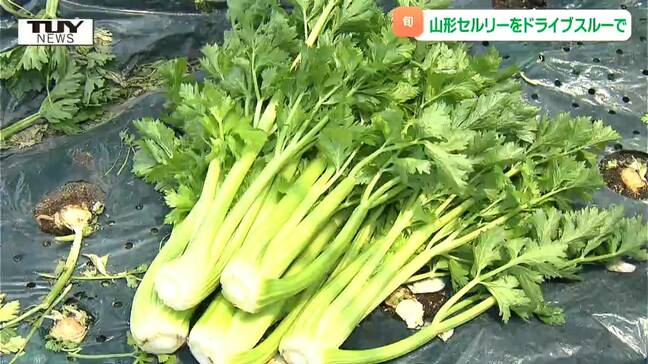 今が旬! 新鮮な "山形セルリー" の即売会 販売開始前から列ができ大人気!(山形)|TBS NEWS DIG