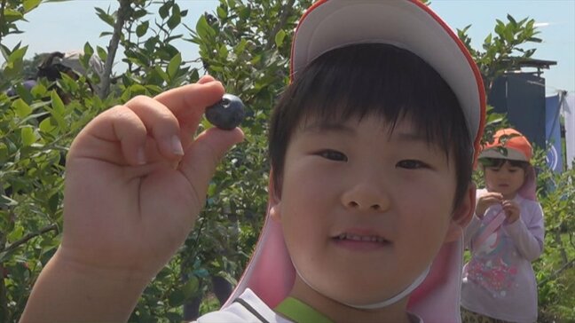 「うまい!」「あまい!」 保育園児が40種類のブルーベリーを摘み取り体験 北杜市・明野町|TBS NEWS DIG