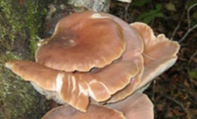 「ナスと一緒に煮ると毒消しになる」「塩漬けすると毒が抜ける」は迷信　24年には死亡例も　きのこシーズン迎え食中毒予防へ誤った言い伝えにも注意呼びかけ　長野県|TBS NEWS DIG