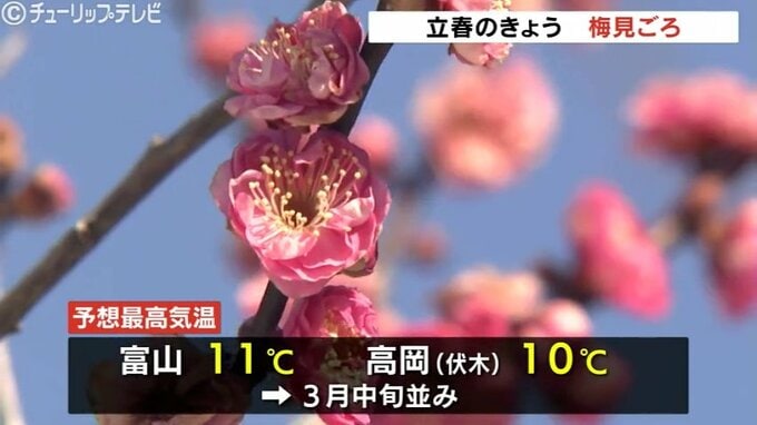 春の便り！立春の4日…植物園で梅がほころび始める　最高気温11℃予想　3月並みの陽気も朝はマイナス0.9℃　|　富山のニュース｜天気・防災｜チューリップテレビ
