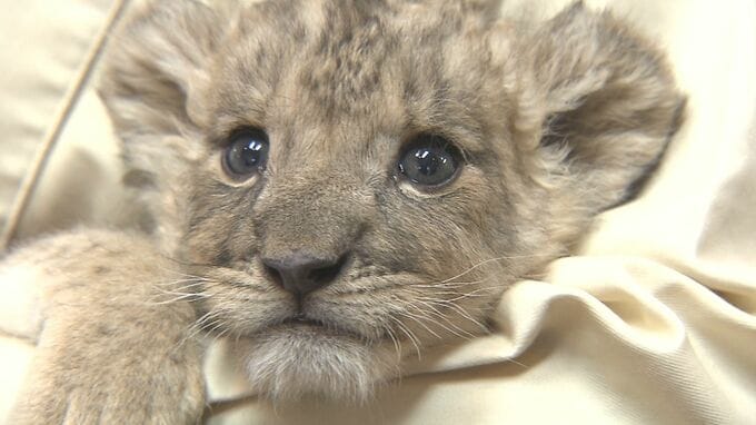 生まれて間もないライオンの赤ちゃん「かんたくん」すくすく成長 25日から公開　大分　|　大分のニュース｜OBS NEWS｜大分放送