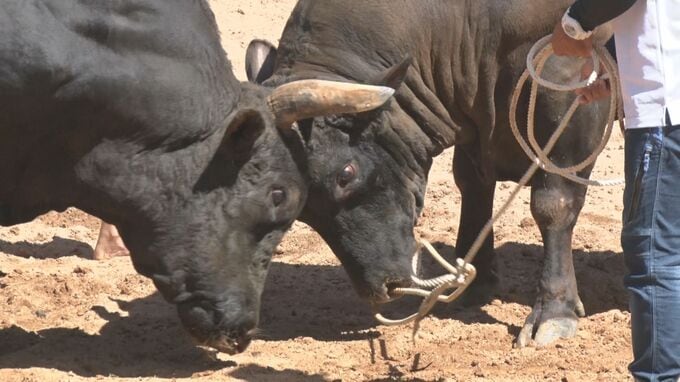 猛牛20頭の激闘に沸く 沖縄本部町で闘牛大会|TBS NEWS DIG