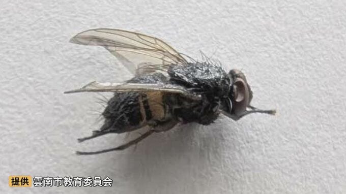 小学校の給食「カレースパイスコーンスープ」に混入していたのは…“約7ミリのハエ1匹”　職員が盛り付け時に発見、児童らに健康被害などなし　島根県雲南市|TBS NEWS DIG