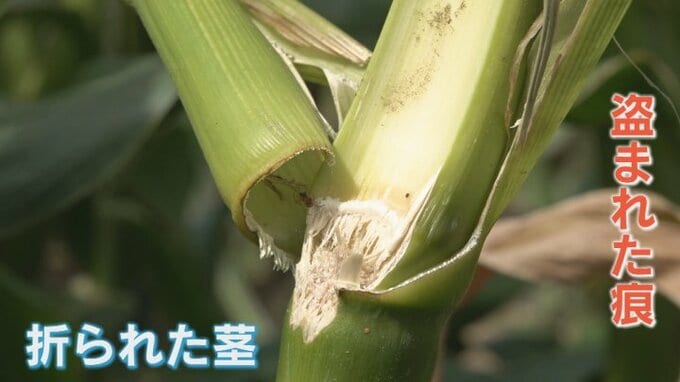 「丹精込めて作ったものを盗るなんて」　ゴールドラッシュ 約250本、5万円相当が盗難　畑には別の被害も|TBS NEWS DIG