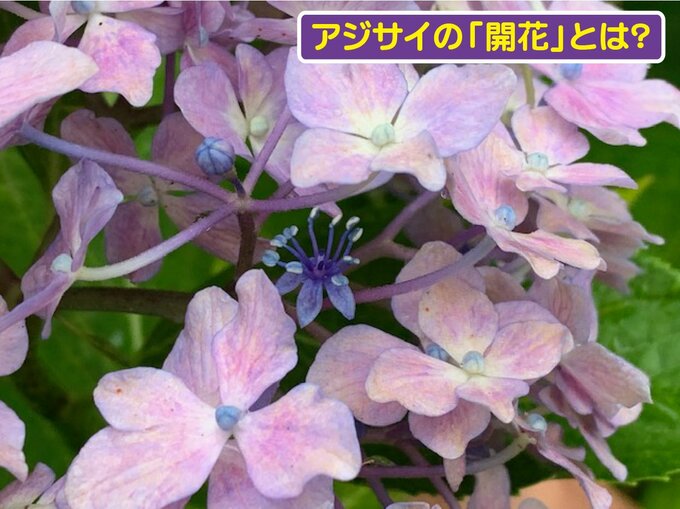 アジサイの開花はいつ頃に… 2024年より遅れる所多い　tbc気象台|TBS NEWS DIG
