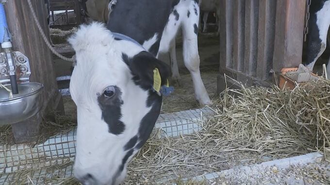 地震で断水… 酪農にも影響「全部廃棄するしかない」搾乳しなければ牛は命を落とす危険も“水が無く出荷できず”|TBS NEWS DIG