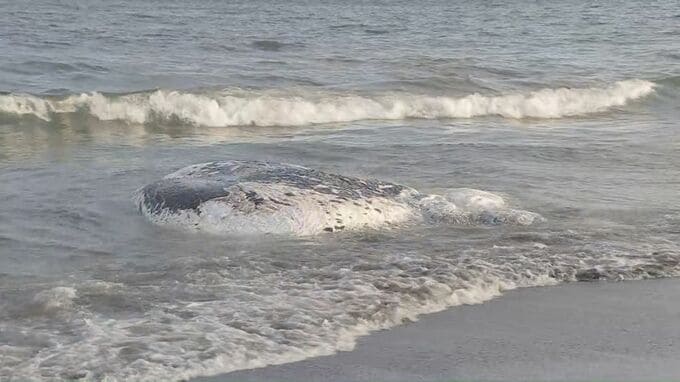 神奈川県大磯町の沖合でクジラの死骸が漂流　体長約7メートル　現場の状況を確認し処分方法検討へ|TBS NEWS DIG
