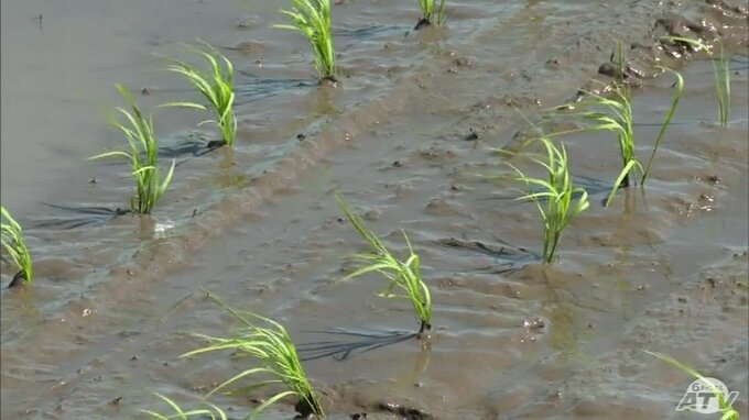 コメ作付面積・青森は３万８０００ヘクタール　供給不足や価格高騰が背景|TBS NEWS DIG