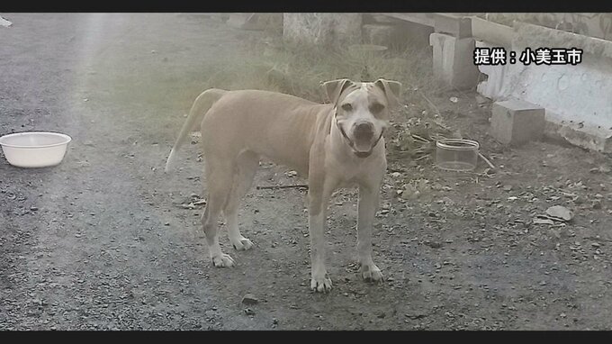 【速報】茨城・小美玉市で逃げていた「アメリカンピットブルテリア」が飼い主に保護される|TBS NEWS DIG