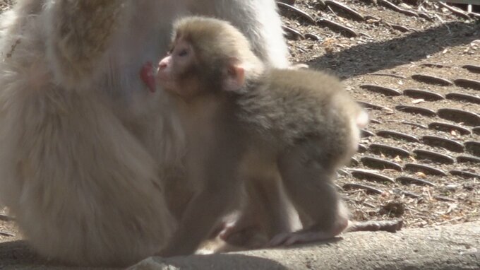 赤ちゃんサル「ふぁ～」と大きなあくびも可愛い　母ザルに甘えて抱っこされたり　時にはお母さんのもとを離れて草木をモグモグ　『北限のサル』に出産シーズン到来　|　青森のニュース│ATV NEWS│青森テレビ