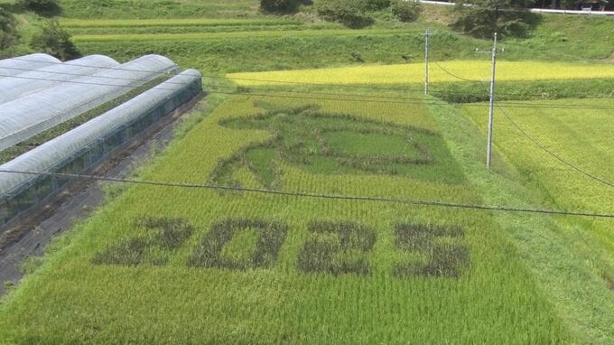実りの秋　今年も田んぼアート出現　デザインは日本の干支を１巡、去年から１２星座に|TBS NEWS DIG