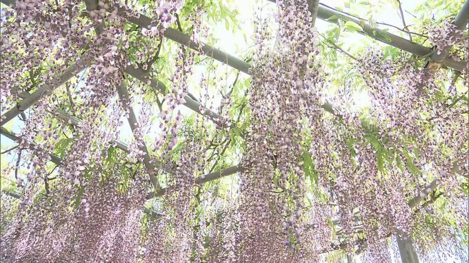 放射冷却で氷点下記録、霜被害も…一方、日中は「夏日」予想　寒暖差に注意　福島　|　福島のニュース│TUF