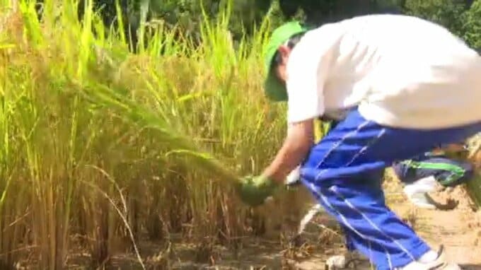 「一粒一粒 味わって食べたい」市内の全中学生に米を配布　愛媛・西予市|TBS NEWS DIG