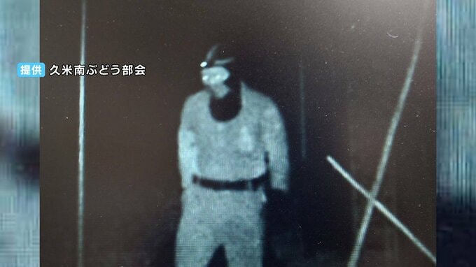 「盗んだブドウを自ら梱包し販売か」深夜のハウスから200房（40万円相当）を盗んだ疑いで42歳の男を逮捕　「防犯カメラ」に犯行の一部始終が...|TBS NEWS DIG