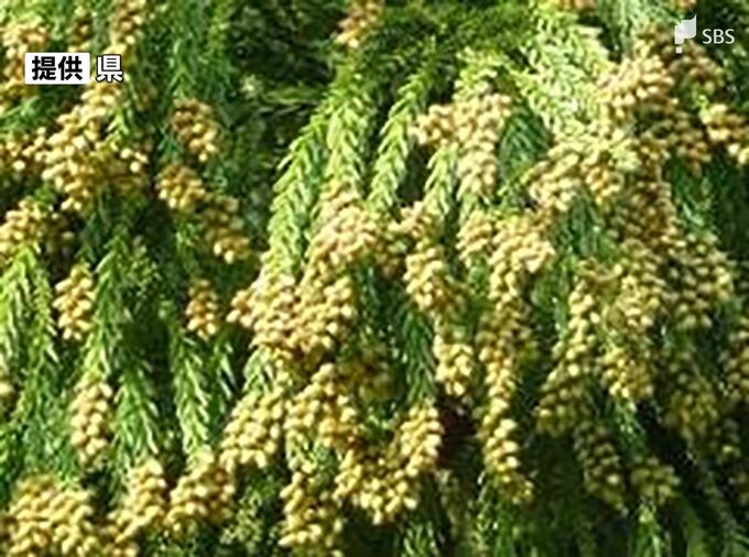 静岡県内のスギ花粉発生量 前年春の2.7倍、平年の1.8倍見込み 本格的飛散は2月中旬から　|　静岡のニュース | SBSNEWS | 静岡放送