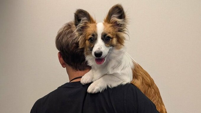 【 照英 】愛犬『パピコ』〝ただ今（6kg）絶賛成長中〟フォロワー感嘆「照英さんと一緒だと大きいですね！」|TBS NEWS DIG