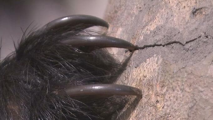 恐ろしいクマの爪「顔の皮膚がはがれ」雑菌で死んだ人も…富山では柿の木伐採中の男性２人襲われ重傷　|TBS NEWS DIG