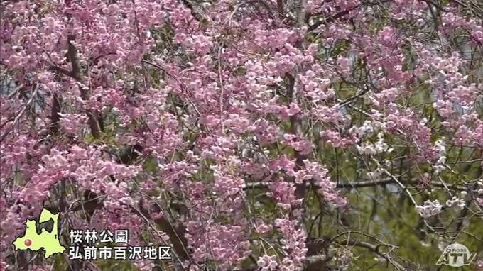 桜林公園で名残のサクラを楽しむ　青森県　|　青森のニュース│ATV NEWS│青森テレビ