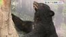 もしもクマに遭遇したら･･･専門家に聞くと「まずは落ち着く、何より会わないように対策を」　|　山口のニュース・天気・防災｜tys NEWS｜ｔｙｓテレビ山口