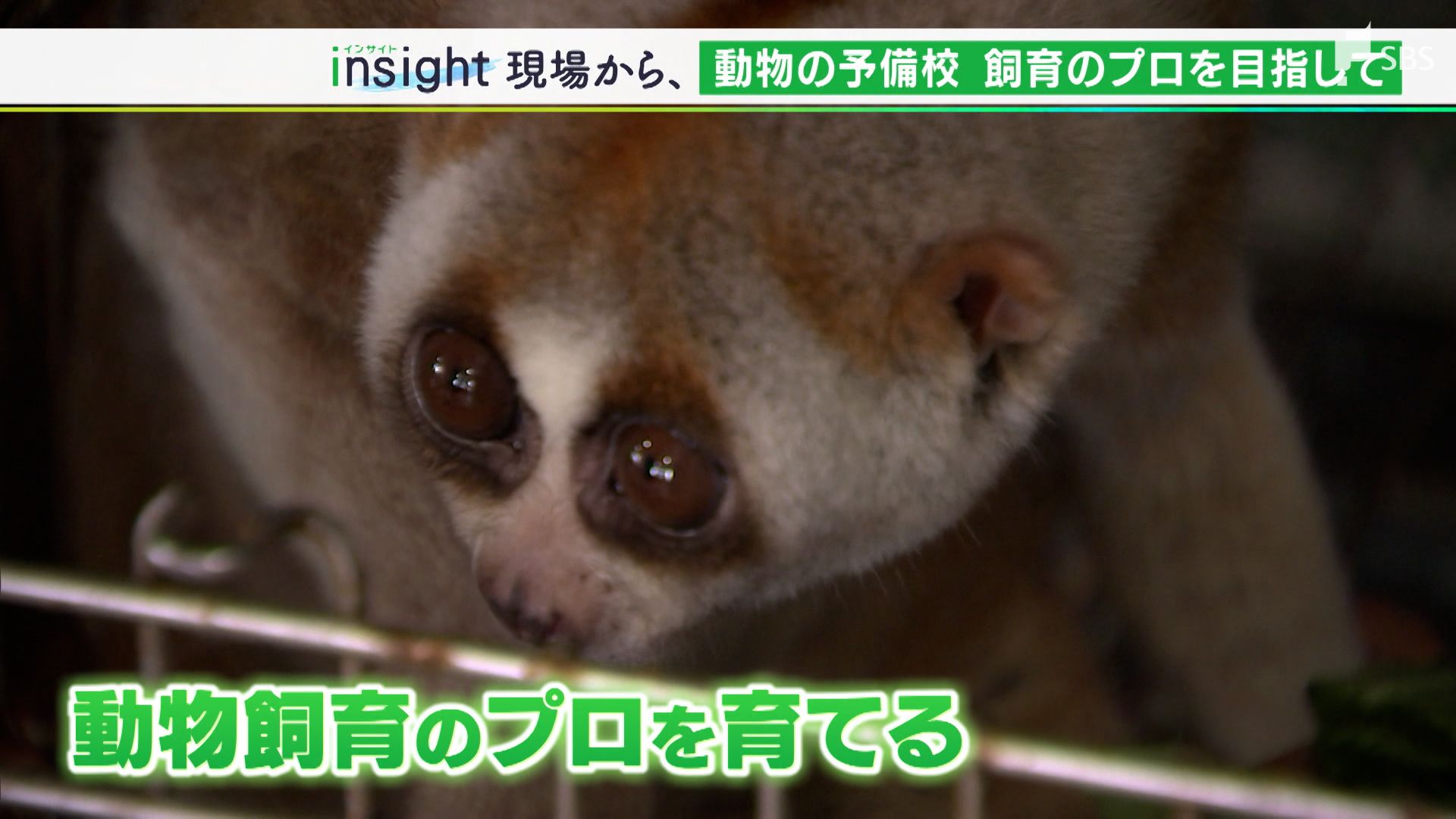 校長は ヘビ捕獲 の白輪園長 爬虫類を育てること を学ぶ 予備校 に密着 静岡県 Sbs News 静岡放送 静岡県内ニュース 天気