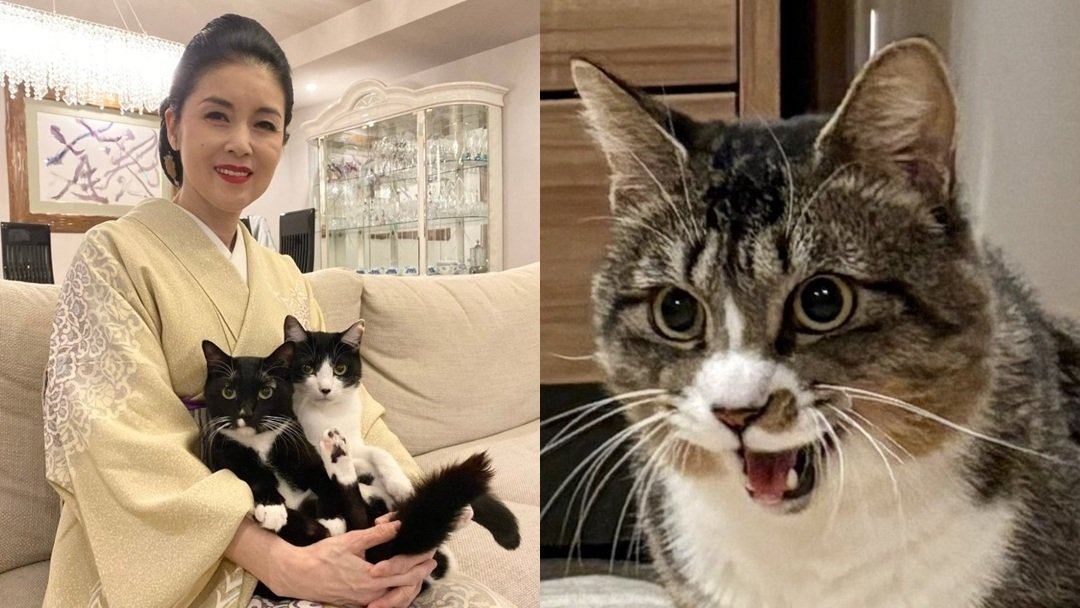 ねこ 】藤あや子さんの保護猫「じゃこ天」 「ごはん欲しい時だけ