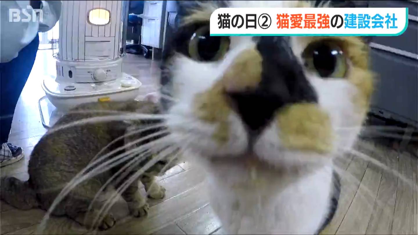 サムネイル_猫のいる建設会社を訪ねてみた『人と地域と“猫”の幸せを…』新潟市江南区　2月22日は「猫の日」