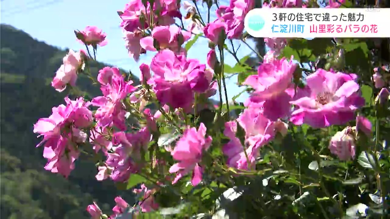 山里を彩るバラの花　近所同士3軒の住宅の敷地内で鮮やかに競演（高知・仁淀川町）