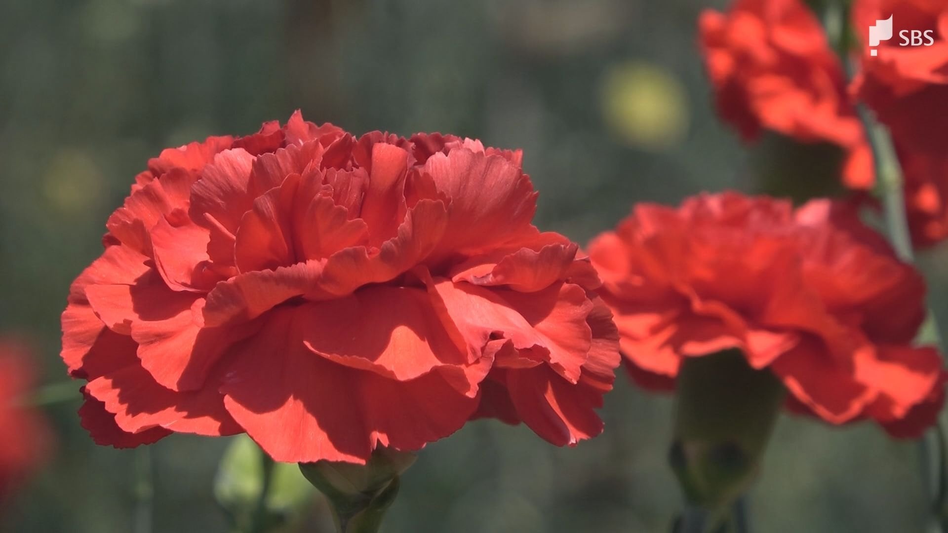 かわづカーネーション見本園」色とりどりの花が見頃 母の日を前に209