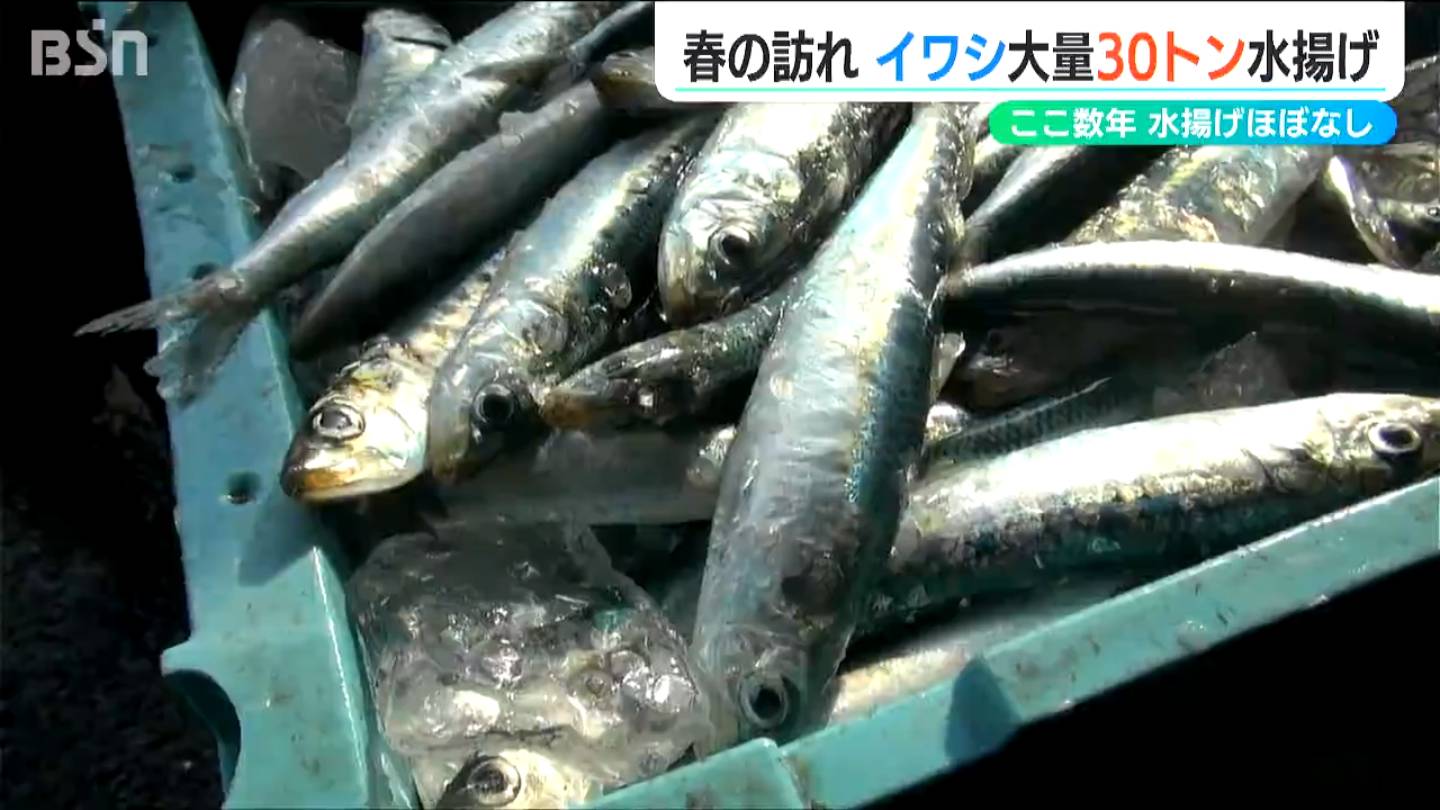 春告げる魚”イワシが大漁「まだまだ寒いですけど、春が近づいてるな