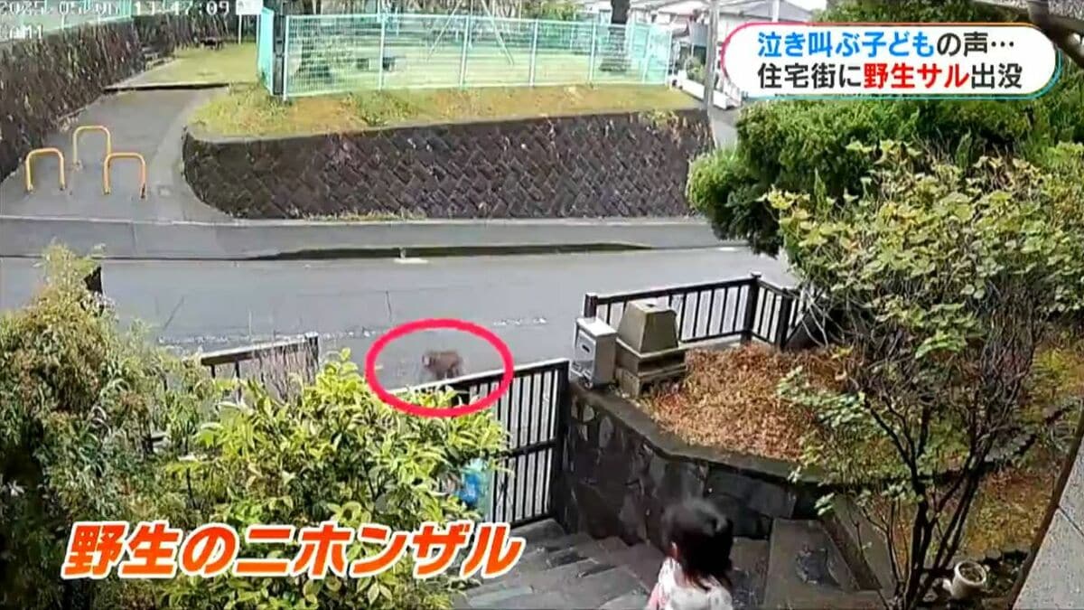 住宅地で野生サルが小学生襲う「聞いたことない娘の泣き声」防犯カメラ