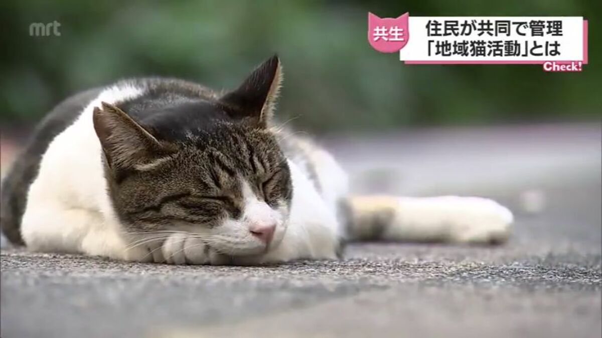 野良猫ではありません 人と猫がともに暮らせるまちに 宮崎市の 地域猫 活動とは Tbs News Dig 1ページ