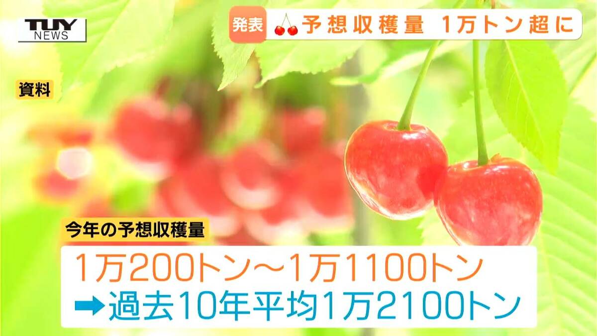 さくらんぼ】不作だった去年・おととしを上回る収穫量1万トンを超える
