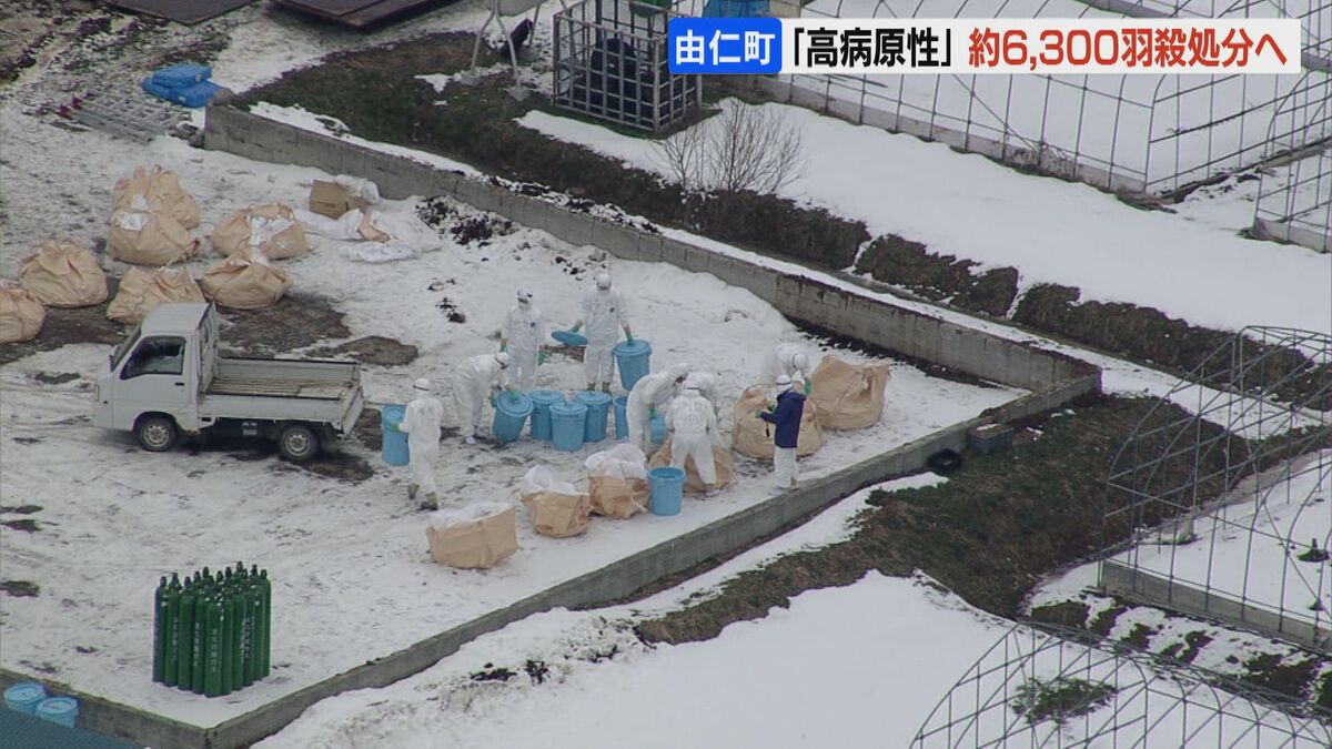 北海道で3例目…養鶏場で死んでいたニワトリから高病原性鳥