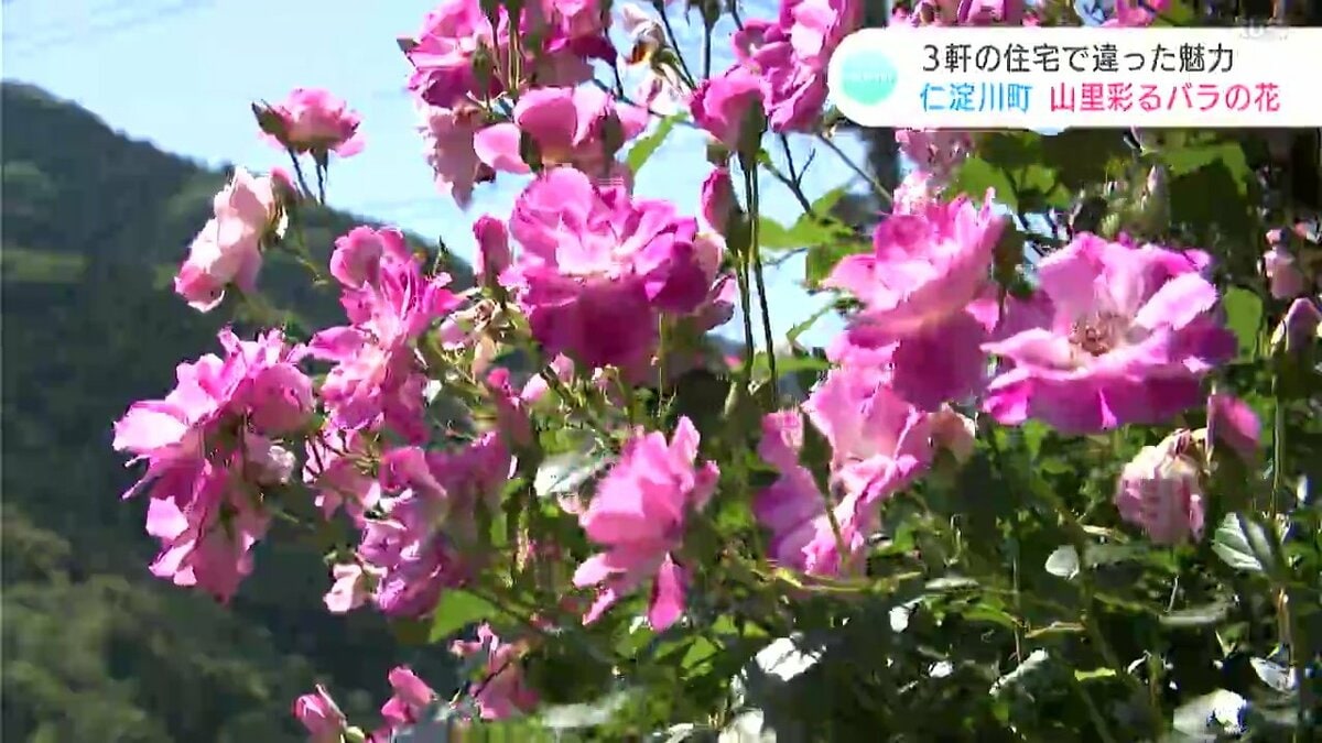 山里を彩るバラの花 近所同士3軒の住宅の敷地内で鮮やかに競演（高知
