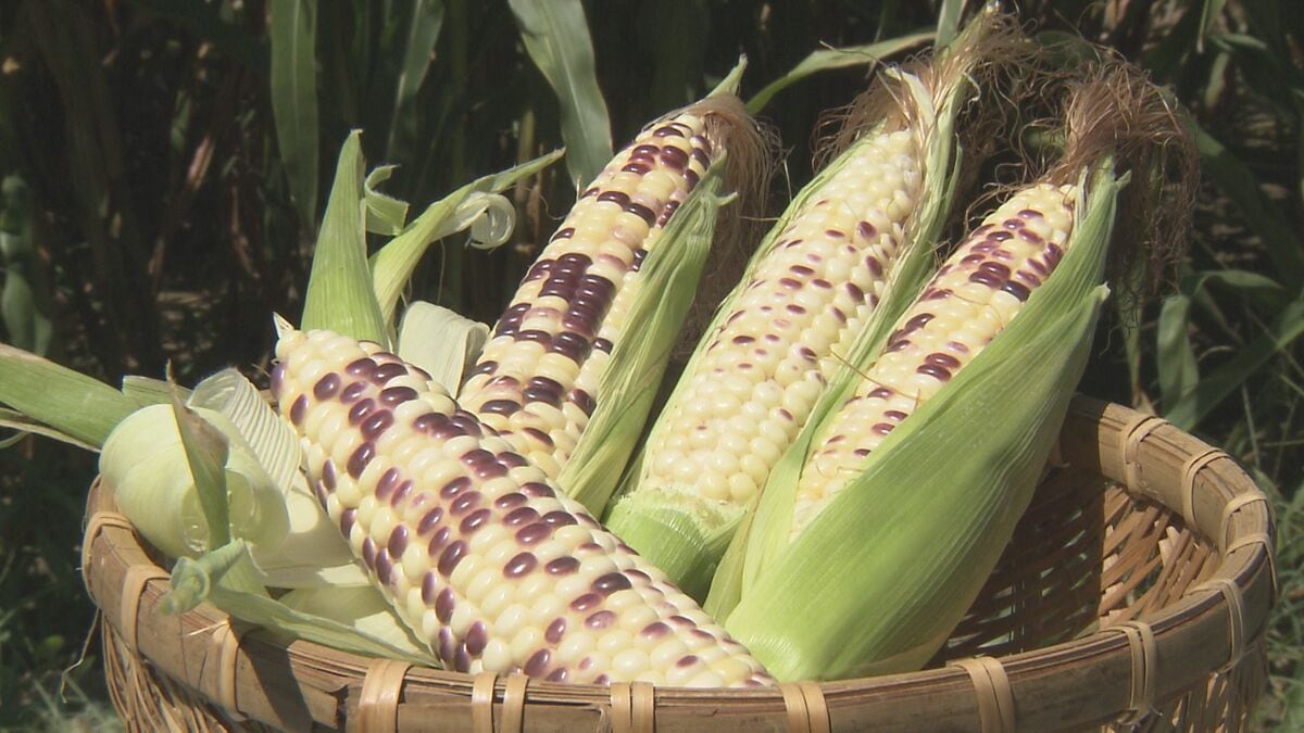 もちとうきび」もちもち食感で再評価 高温に強い在来種トウモロコシ
