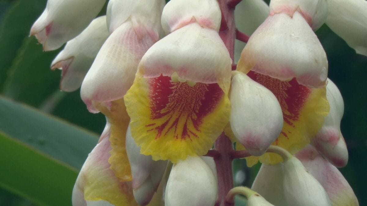 梅雨の沖縄を彩る月桃の花咲く　うるま市石川伊波