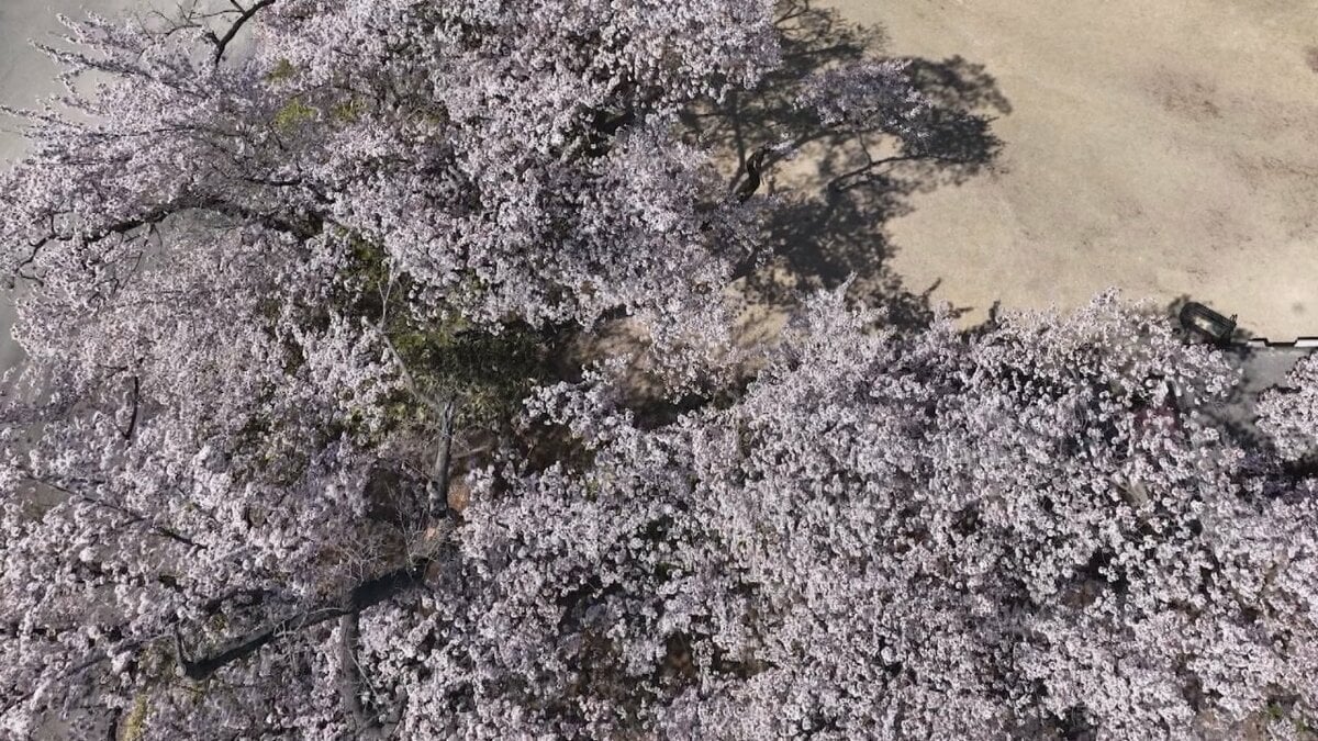 樹齢100年を超えるサクラが見ごろ　例年より1週間早く　山梨県北杜市・清春芸術村