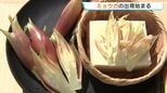「広島産を食べて」県内唯一の産地・大崎上島でミョウガ出荷 独自の遮光栽培で色鮮やか えぐみ少なく|TBS NEWS DIG