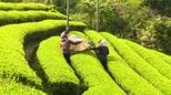 「おいしいお茶が出来た」新宮町で質が高い新茶の摘み取り始まる 愛媛県・四国中央市|TBS NEWS DIG