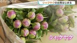 「母の日」に彩りを！“シャクヤク”温度管理しつぼみで出荷 今年は出来栄え上々 14万本を見込む 富山|TBS NEWS DIG