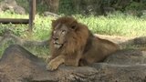 「県外に出るのをやめようかなと」 とべ動物園は連日1000人超の入園者 南海トラフ臨時情報「巨大地震注意」のお盆休み 愛媛 | 愛媛のニュース - Nスタえひめ|あいテレビは6チャンネル