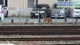 シカが盛岡駅構内の線路を疾走 鉄分補給? 列車に遅れ 盛岡市内の出没は珍しく|TBS NEWS DIG