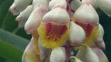 梅雨の沖縄を彩る月桃の花咲く　うるま市石川伊波|TBS NEWS DIG