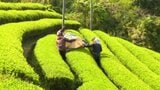 「おいしいお茶が出来た」新宮町で質が高い新茶の摘み取り始まる 愛媛県・四国中央市　|　愛媛のニュース - Nスタえひめ｜あいテレビは6チャンネル